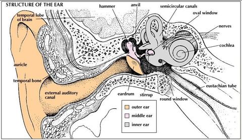 Cochlea Auditory System And Vestibular System Flashcards