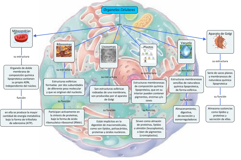 Arriba 98 Imagen Postulados De La Teoria Celular Mapa Mental Abzlocal Mx