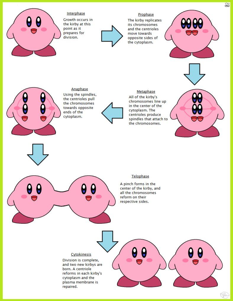 Mitosis Guide Note