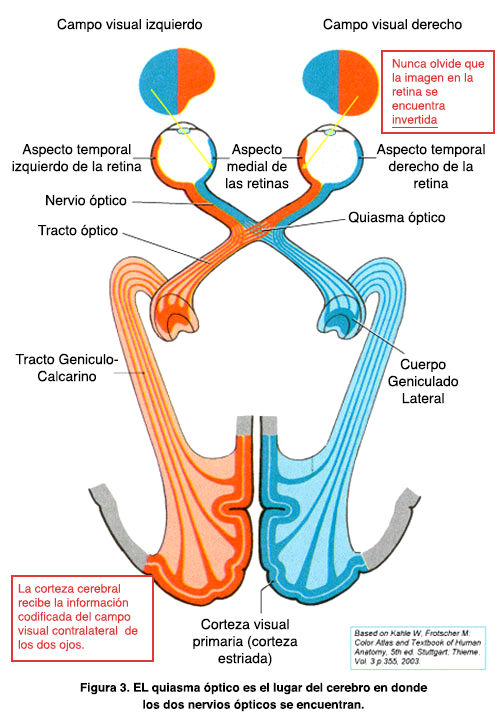 Nervio Óptico Flowchart