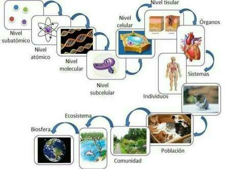 Teoría celular Mind Map