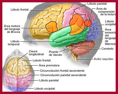 Neuropsicología Unidad 2 Funciones Cerebrales Mind Map