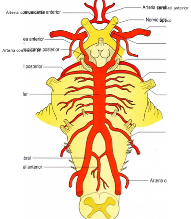 Vascularizaci N Del Sistema Nervioso Central Mind Map