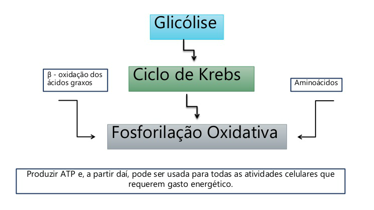 Fosforila O Oxidativa Mind Map