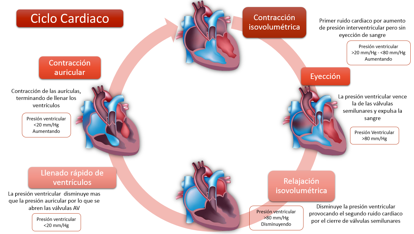 Fisiolog A Del Coraz N Mind Map