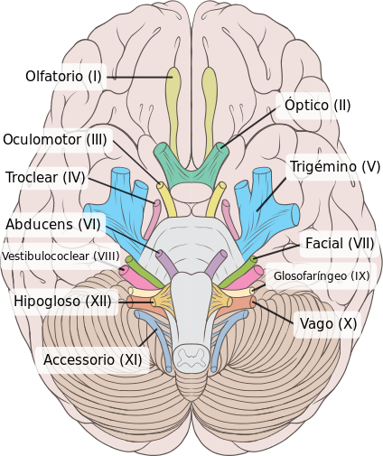 Pares Craneales Mind Map