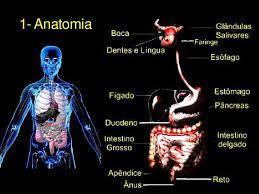 Sistema Digestivo Mind Map