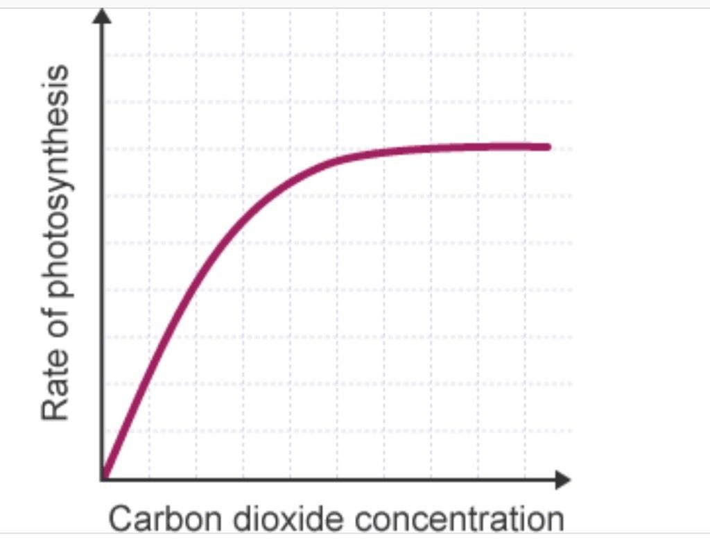 Photosynthesis And Respiration Quiz