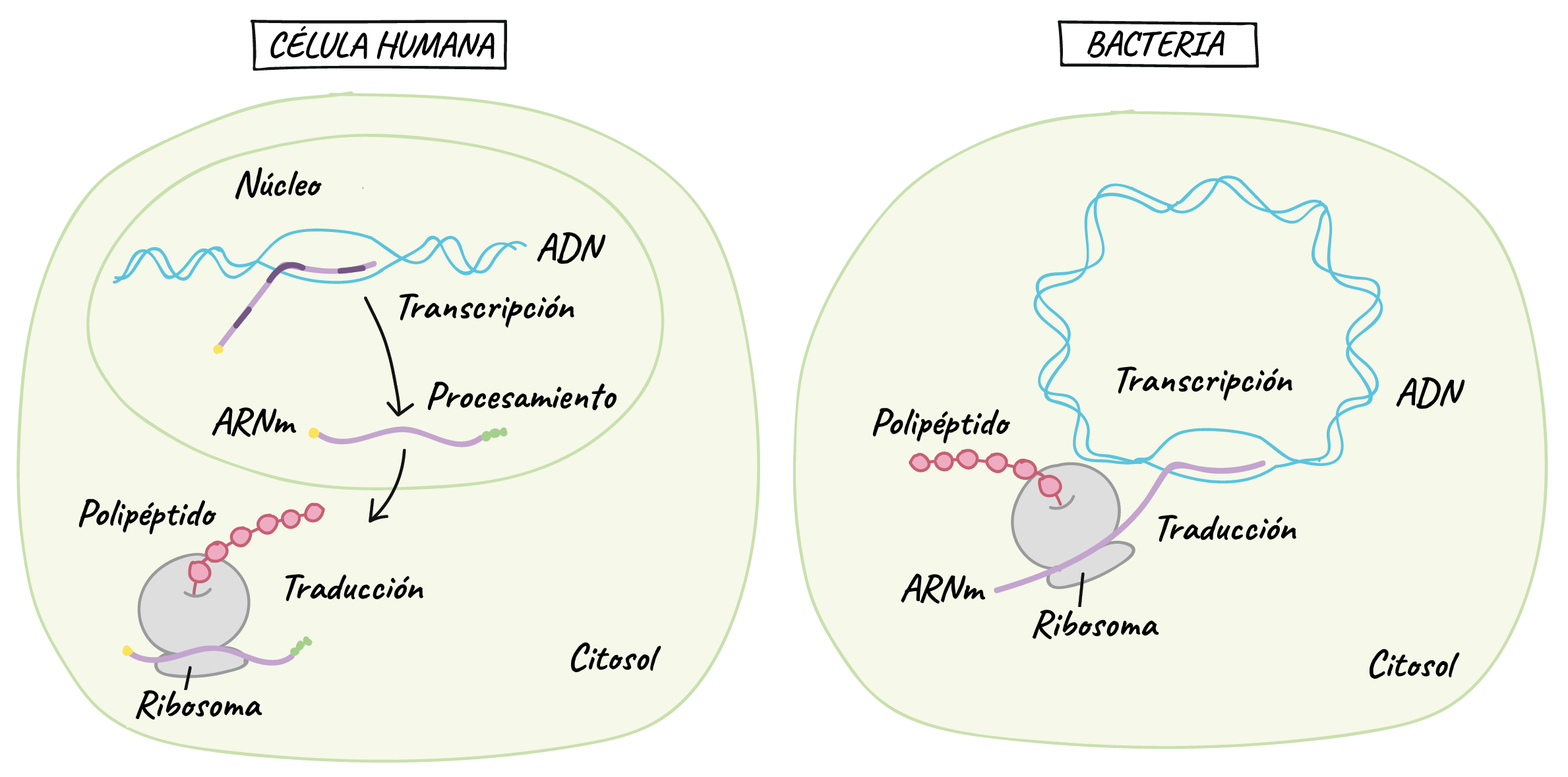 Genes Y Cromosomas Control De La Expresi N Gen Tica Mind Map