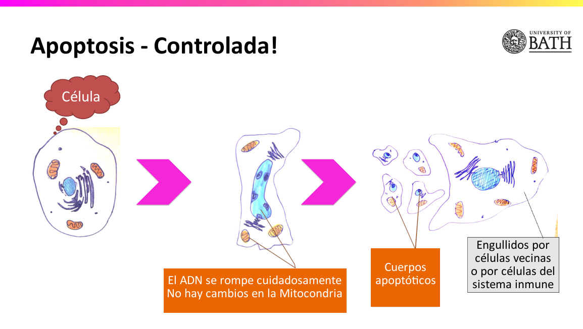 Lesi N Y Muerte Celular Mecanismo De Adaptaci N Celular Mind Map