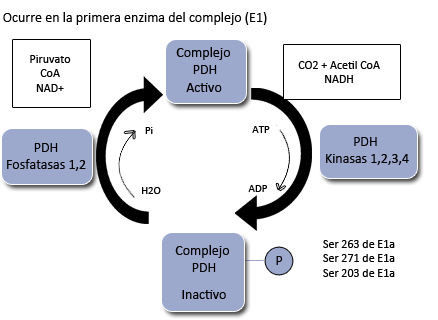 Regulaci N Del Complejo Piruvato Deshidrogenasa Mind Map