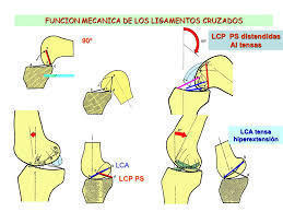 BIOMECÁNICA DE LIGAMENTOS Y TENDONES Mind Map