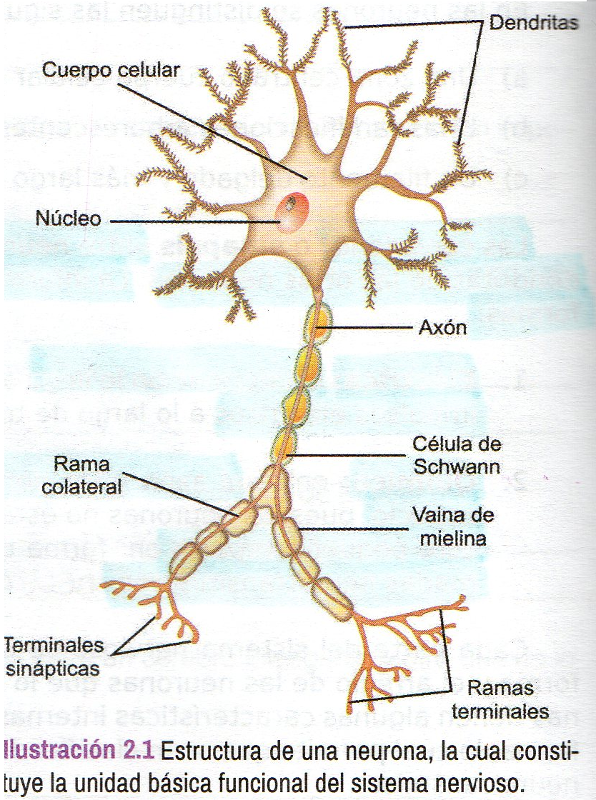 Funcionamiento Neuronal Mind Map