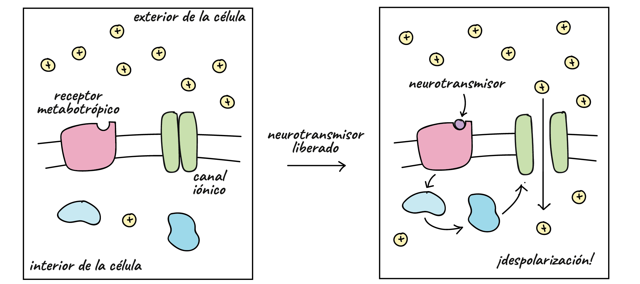 FISIOLOGÍA DE LOS TEJIDOS EXCITABLES Mind Map