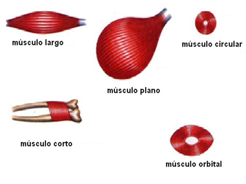 Sistema Muscular Flashcards