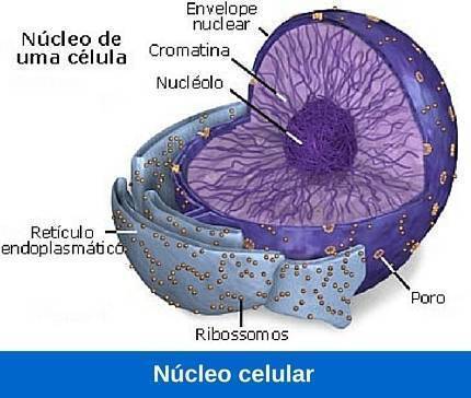 ORGANELOS CELULARES Mind Map