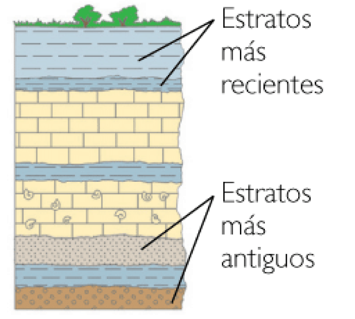 M Todos Estratigr Ficos Mind Map