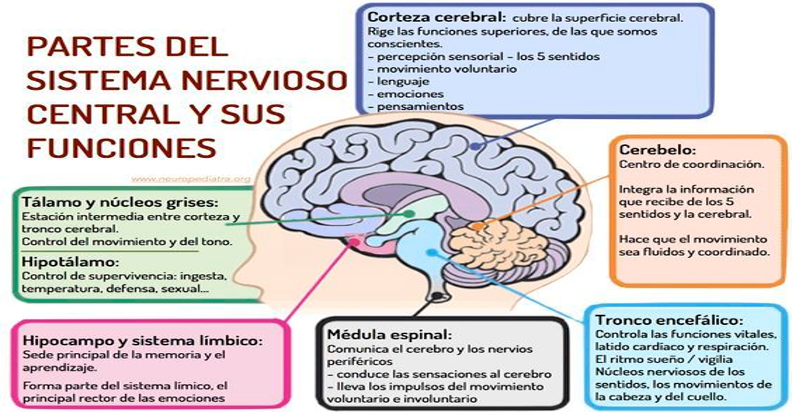 Relacion De Los Sistemas Nervioso Y Reproductivo Mind Map Images My
