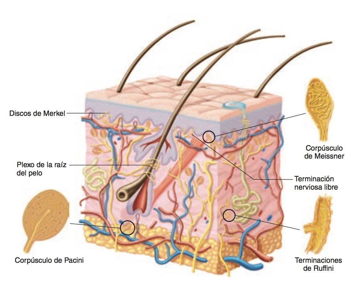 Receptores Sensoriales Y Sensaciones Cut Neas Mind Map