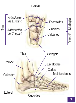 Exploración Física del Aparato Locomotor Flashcards