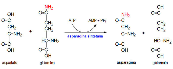 Degradación de aminoácidos 2 Mind Map