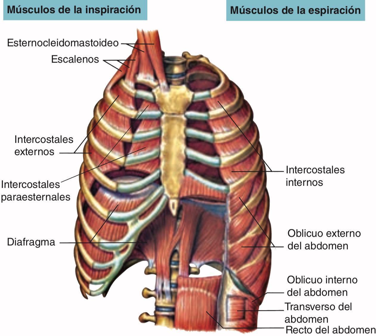 Mec Nica De La Ventilaci N Mind Map