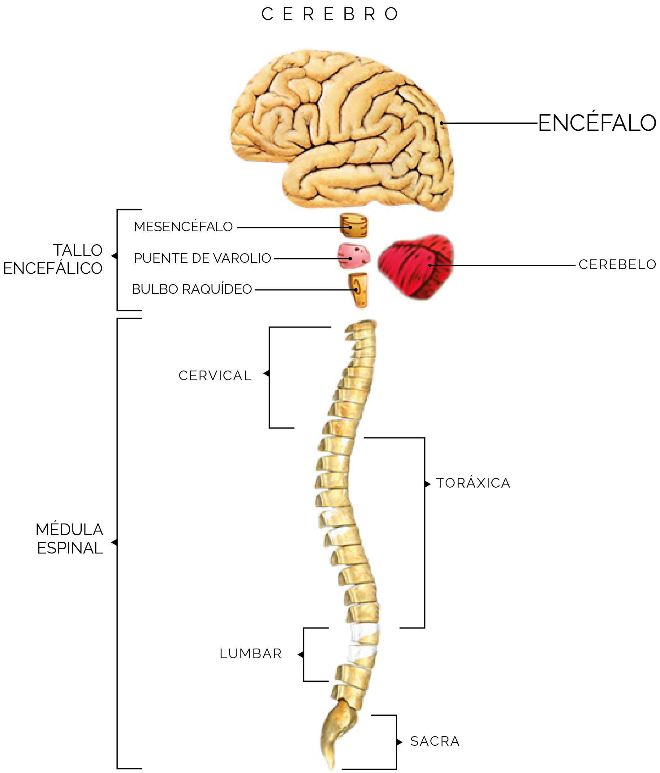 Relaci N Del Sistema Nervioso Y Reproductivo Mind Map