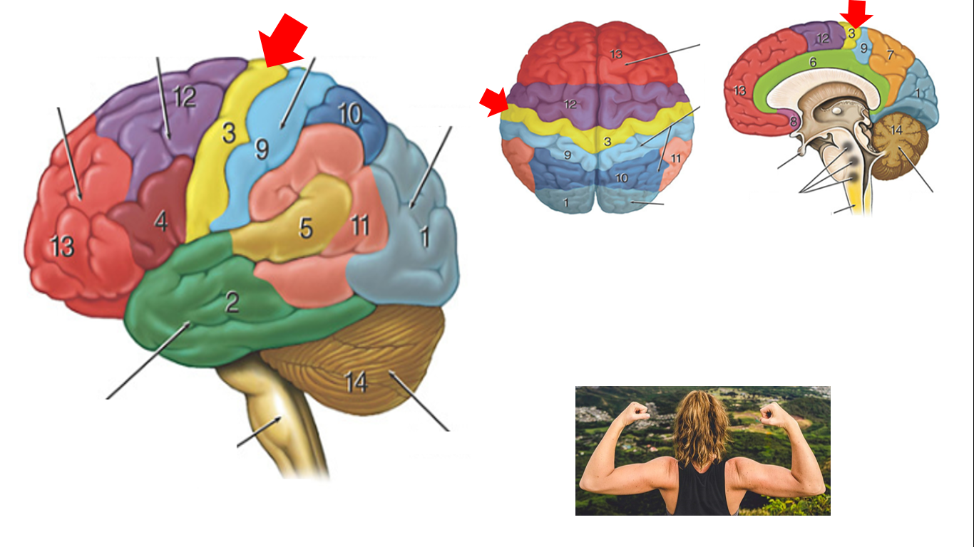 Basic Neuroanatomy Flashcards