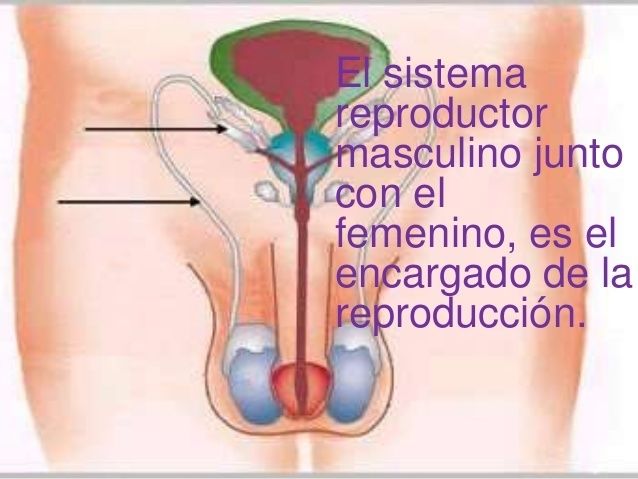 Relación del sistema nervioso y reproductivo Mind Map