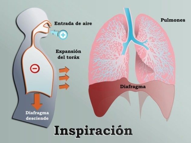 Sistema Respiratorio Mind Map