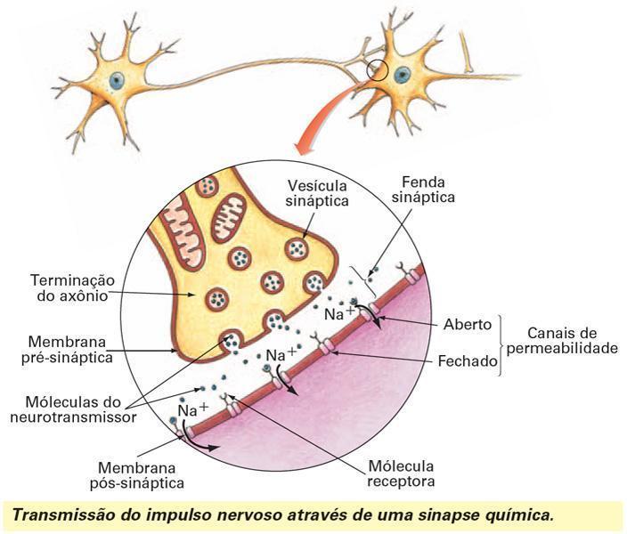 Neurônio e Sinapse Mind Map