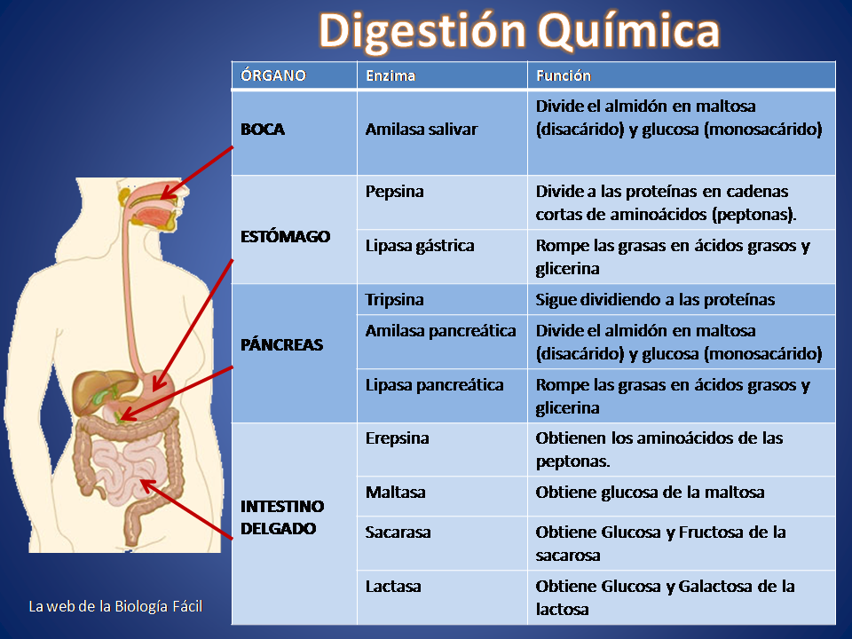 PROCESO DIGESTIVO Slide Set