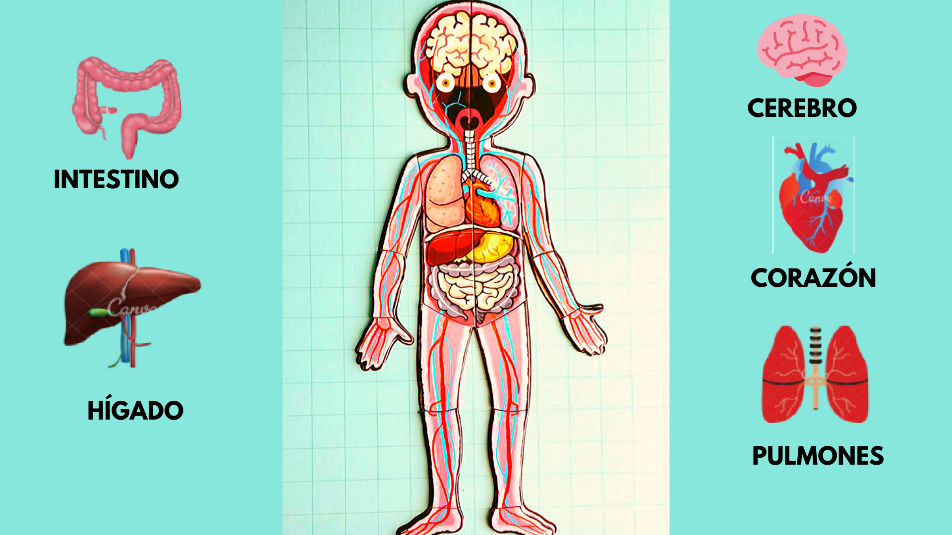 Aparatos Y Sistemas Del Cuerpo Humano Mapas Mentales Articulacion Images