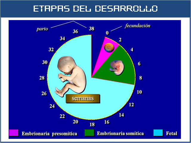 Etapas Del Desarrollo Prenatal Mapa Mental