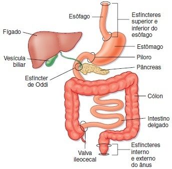 Secre Es E Histologia Do Tgi Mind Map