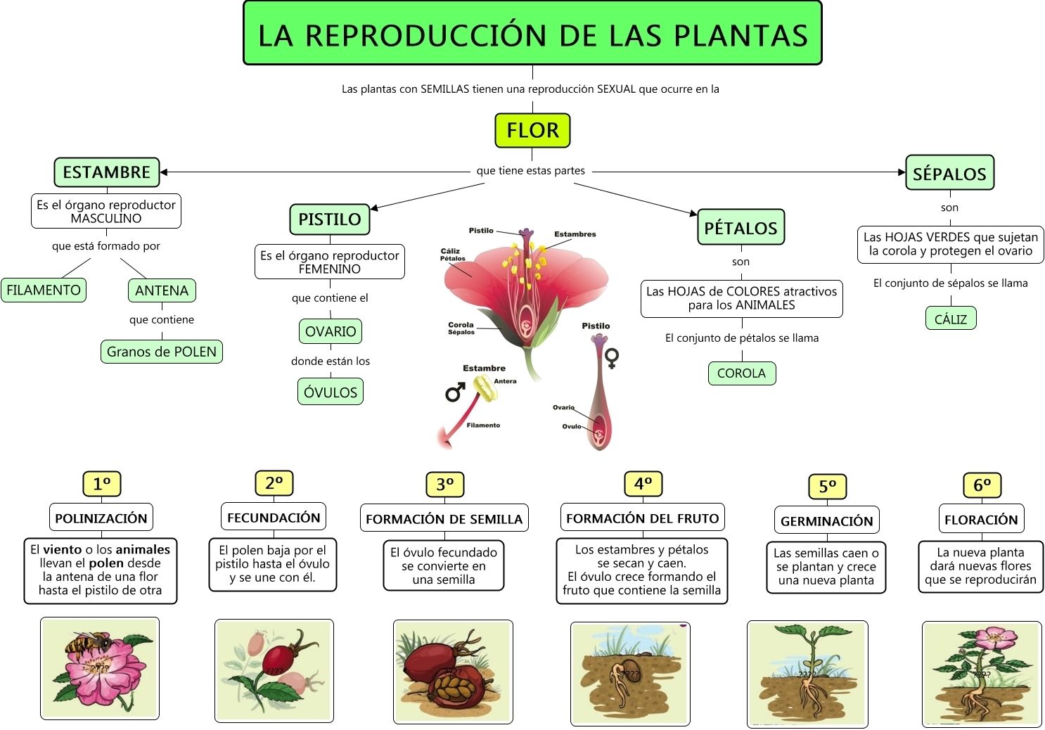 REPRODUCCIÓN ASEXUAL Y SEXUAL DE LAS PLANTAS Mapa Mental