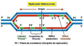 Replicaci N Del Adn En Bacterias Mind Map