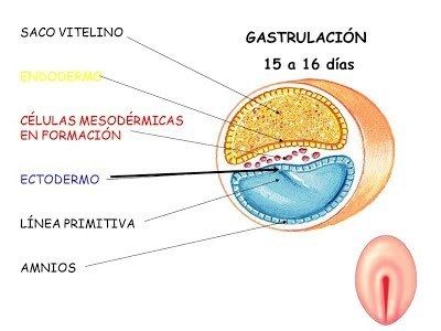 Desarrollo embrionario presomítico tercera semana Mind Map