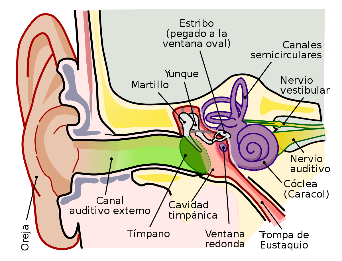 La Ac Stica Mind Map