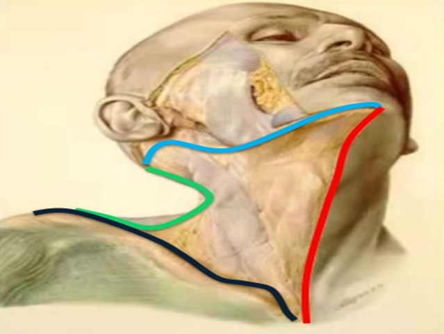 EL CUELLO Mind Map