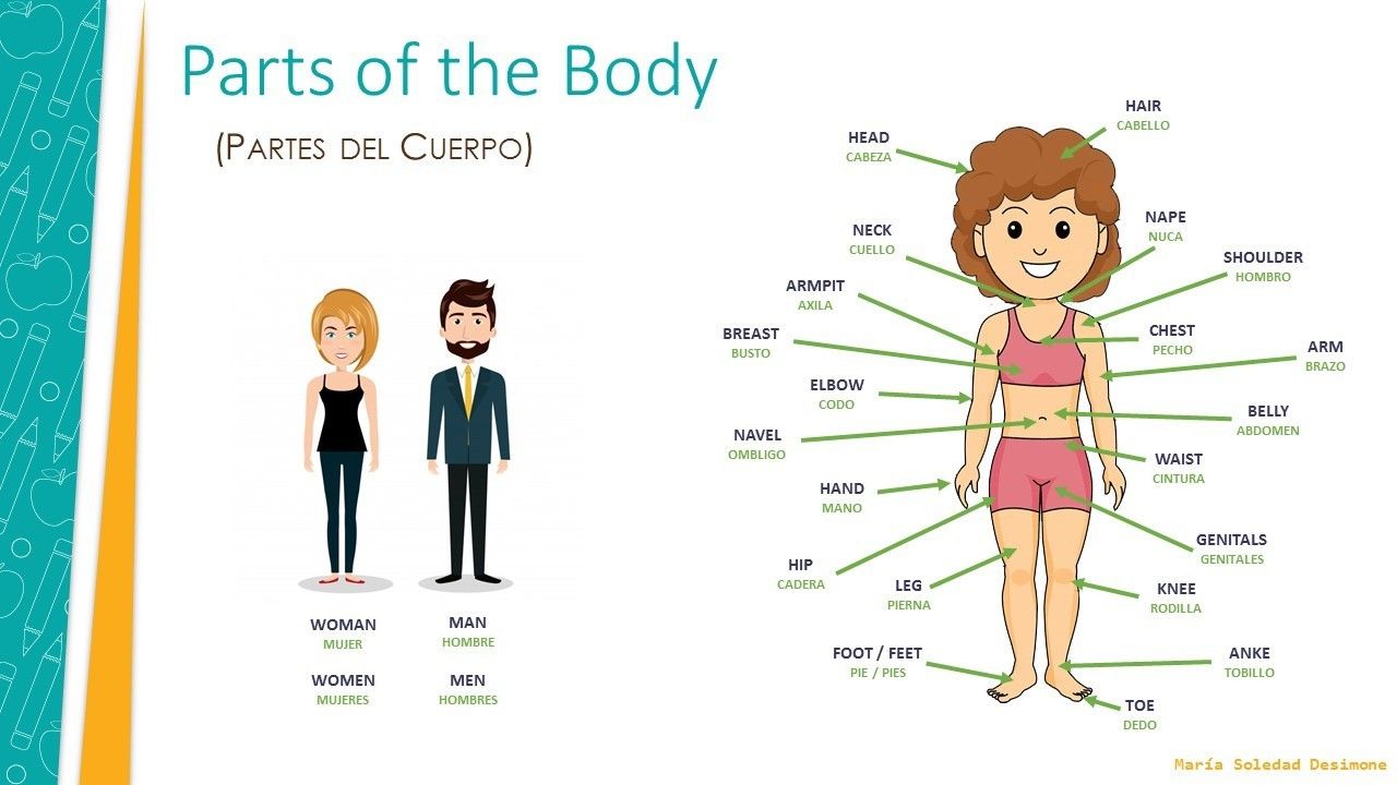 Partes Del Cuerpo Parts Of The Body Mind Map