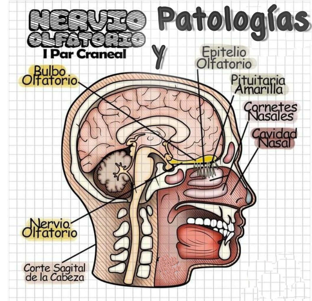 PARES CRANEALES Mind Map