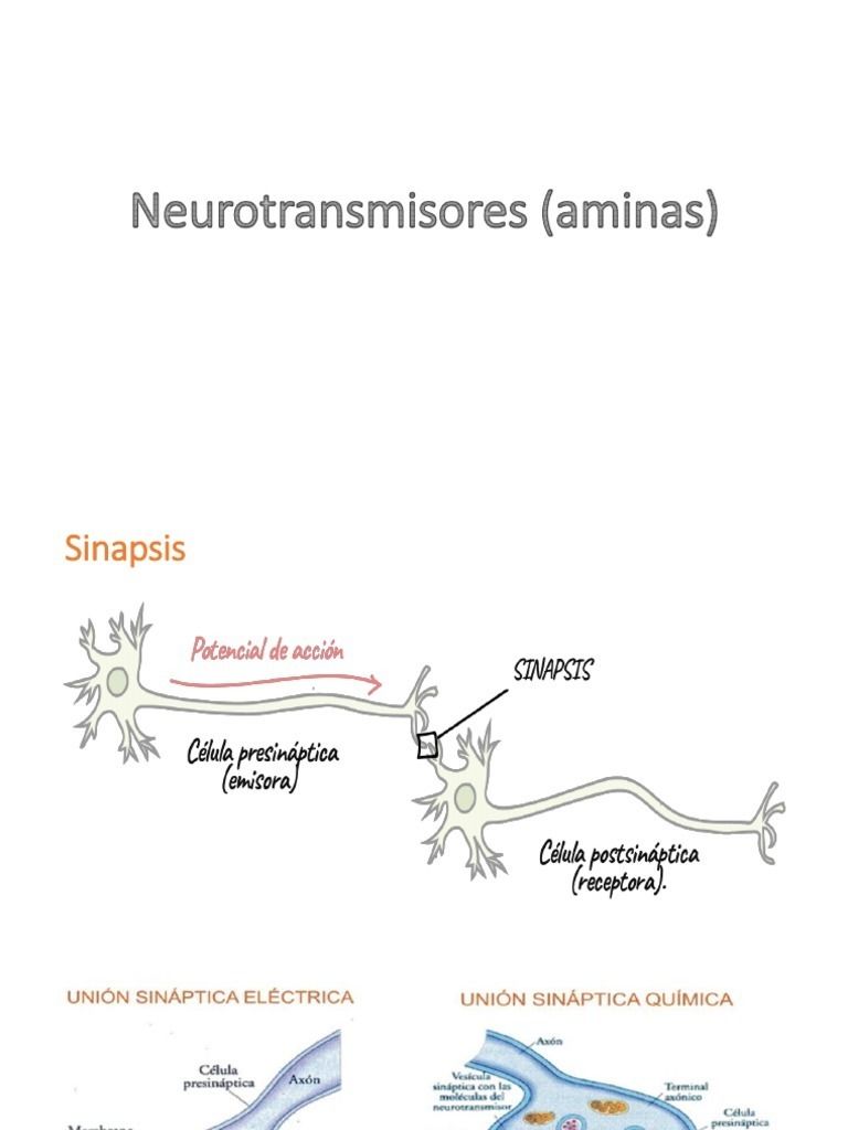 NEURONA TIPOS DE NEURONAS SINAPSIS TIPOS DÉ SINAPSIS Y