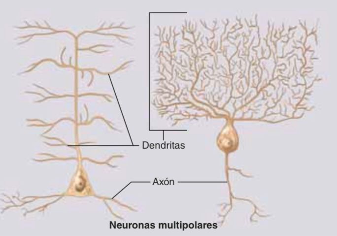 Clasificaci N Estructural De Las Neuronas Mind Map