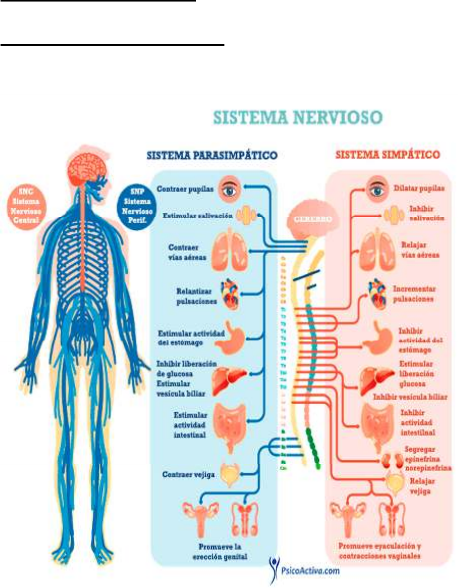 Sistema Nervioso Y Reproductivo Mapa Mental Mind Map Images And Sexiz Pix