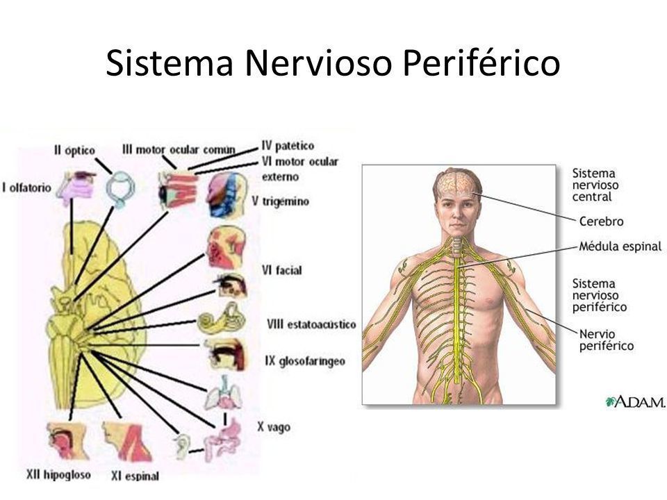 Sistemas Nervioso Y Reproductivo Mind Map Porn Sex Picture