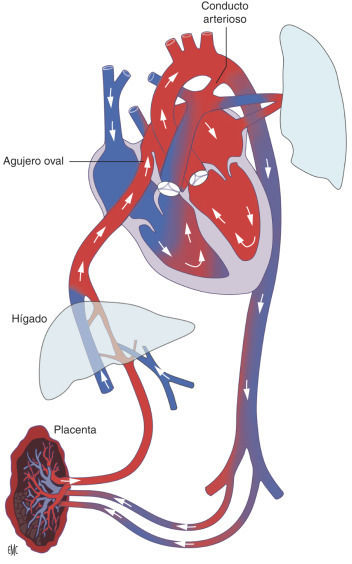 Circulaci N Fetal Mind Map