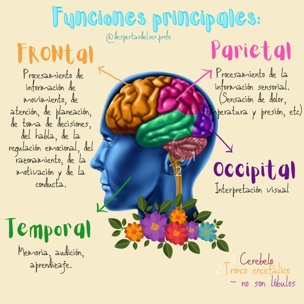 DIFERENCIAS FUNCIONALES DE LOS HEMISFERIOS CEREBRALES Mind Map