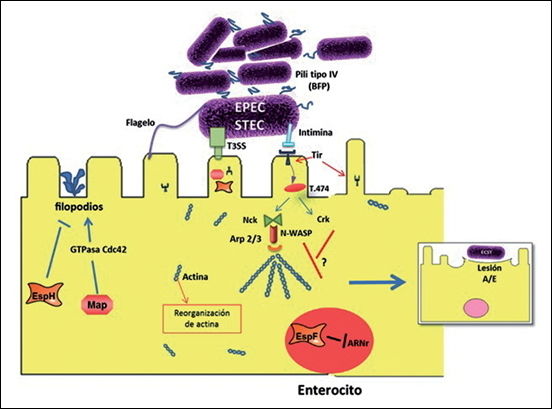 E Coli Enteropat Gena O H Mind Map