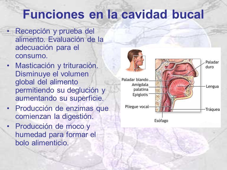 LA CAVIDAD ORAL Mind Map